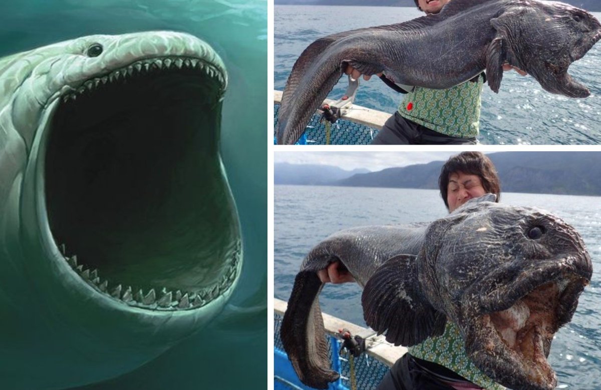 Большая белая акула кархародон