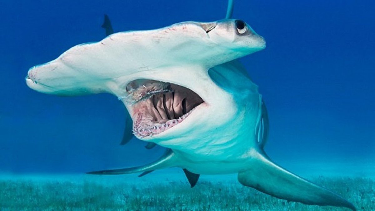 Carcharodon carcharias