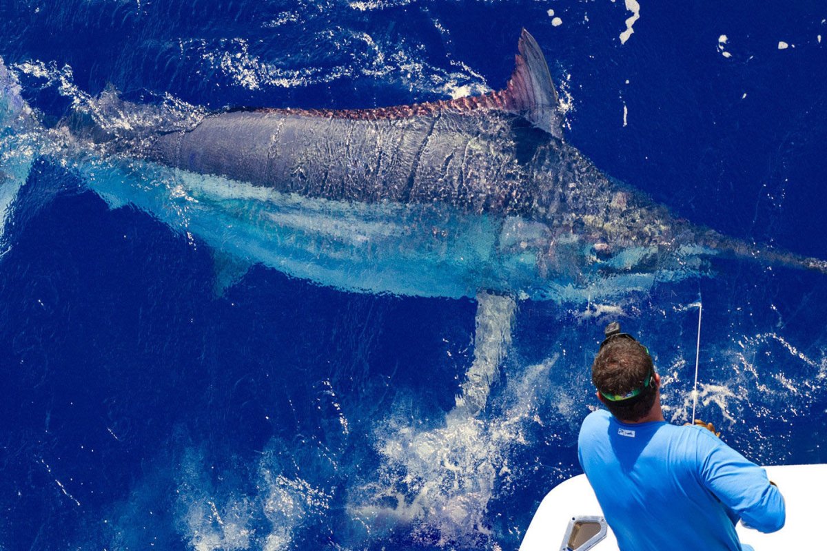 Акула людоед индийского океана