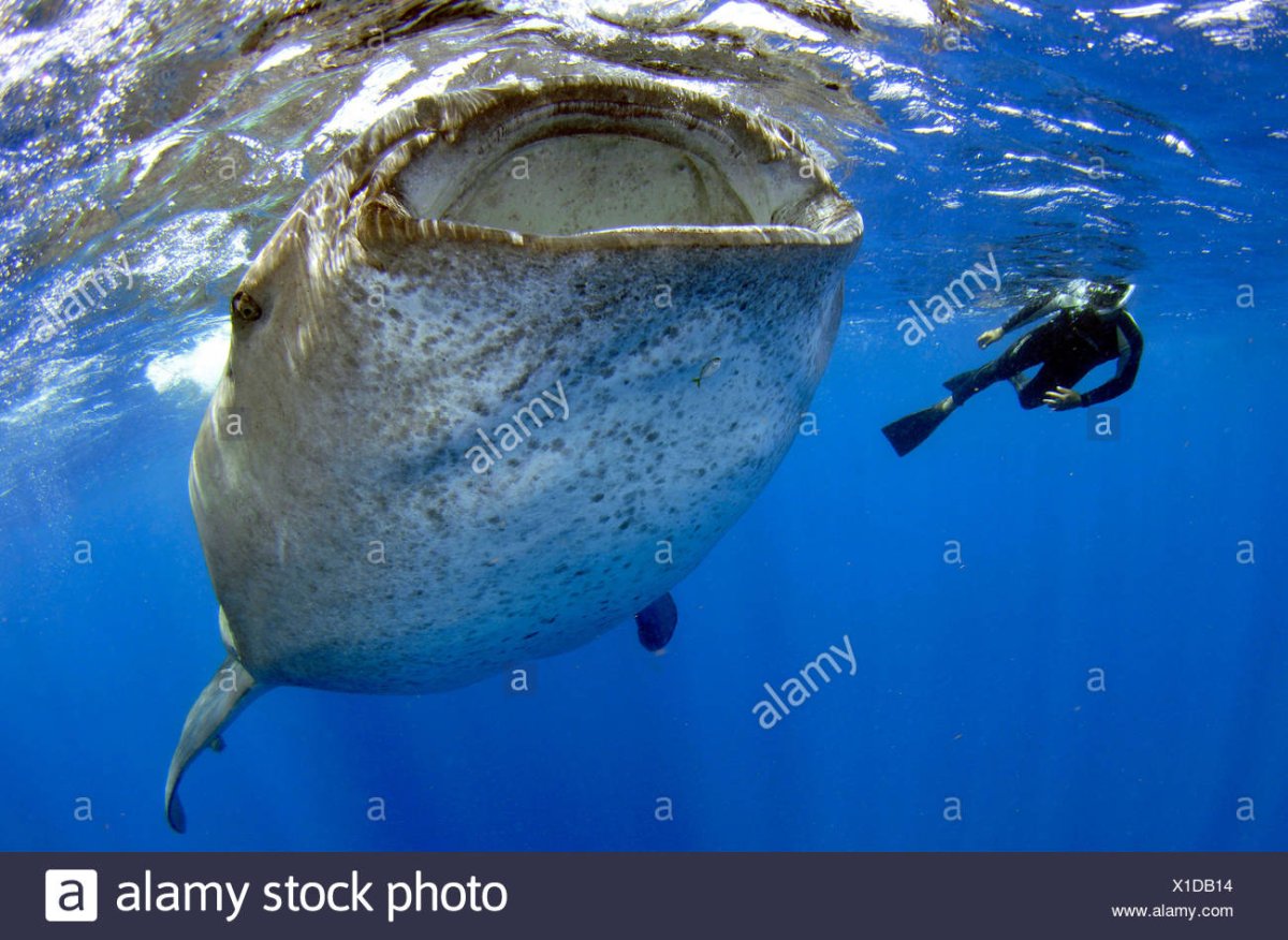 Кито́вая аку́ла