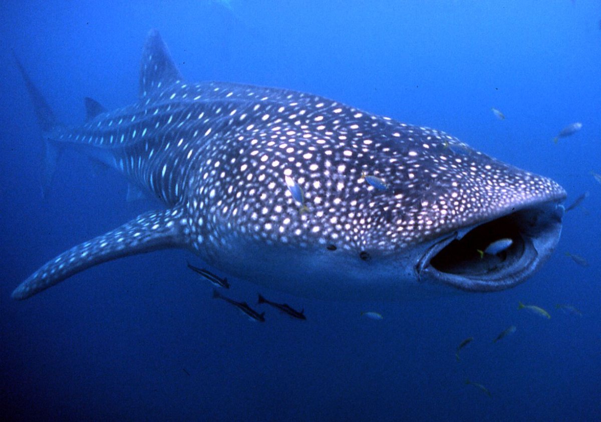 Крупные рыбы океана