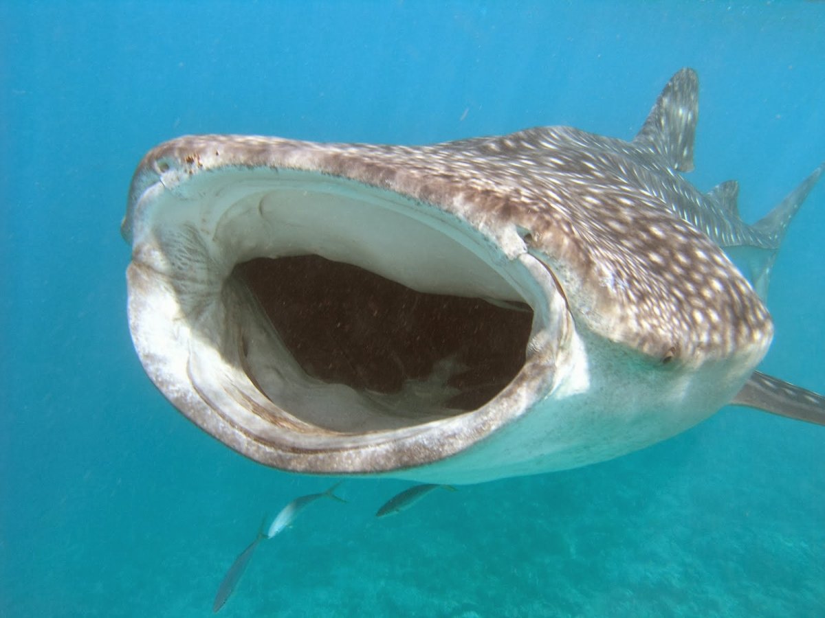 Китовая акула