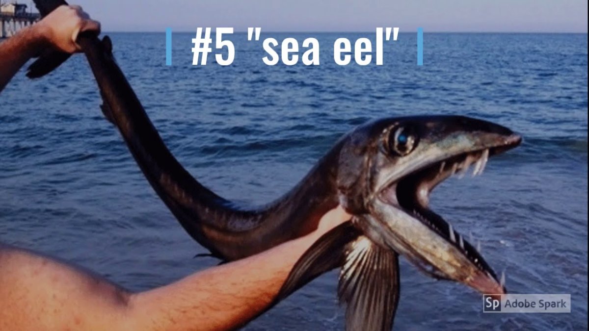 Рыба крапчатый Звездочет