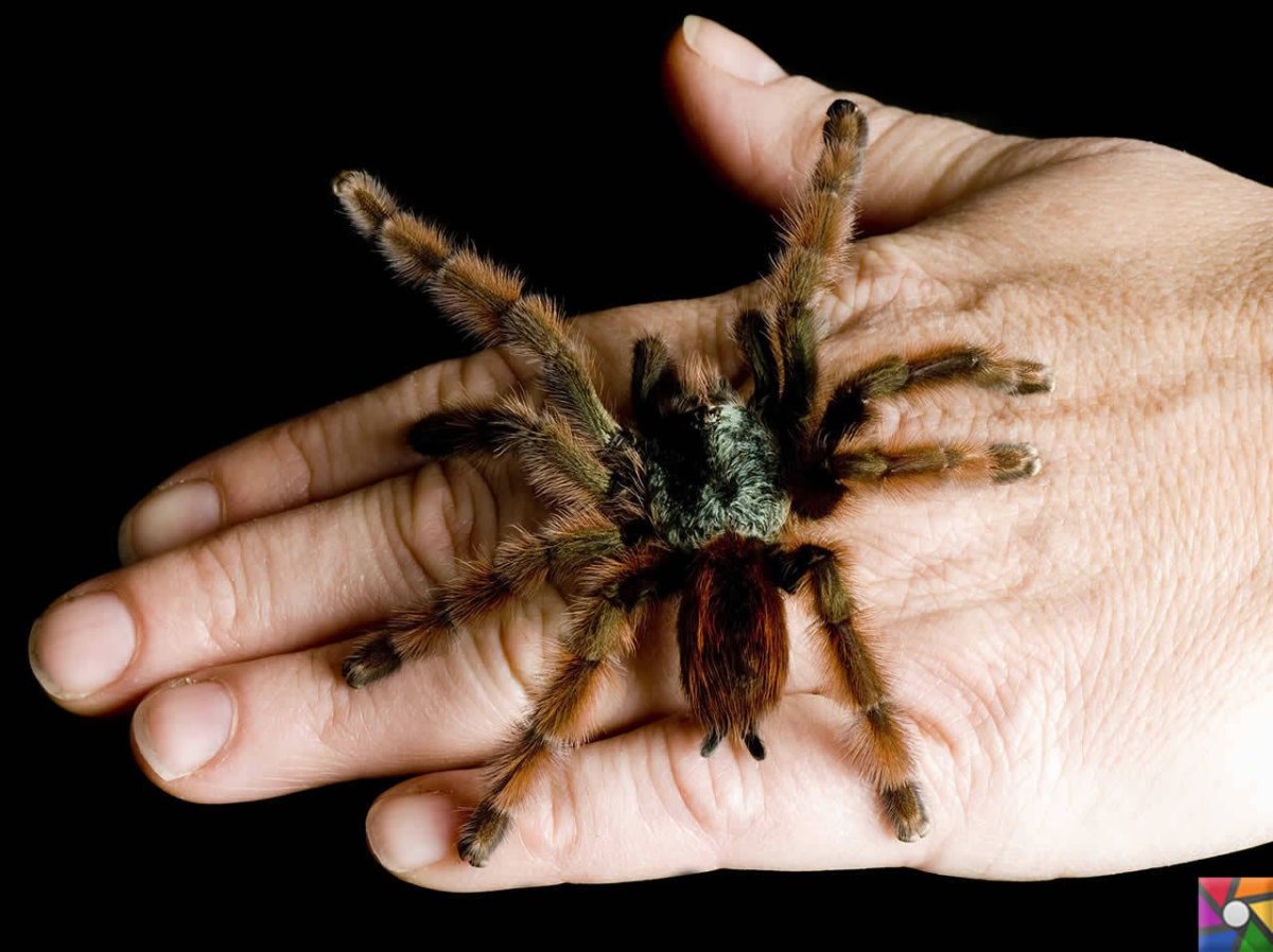 Паук Тарантул маленький