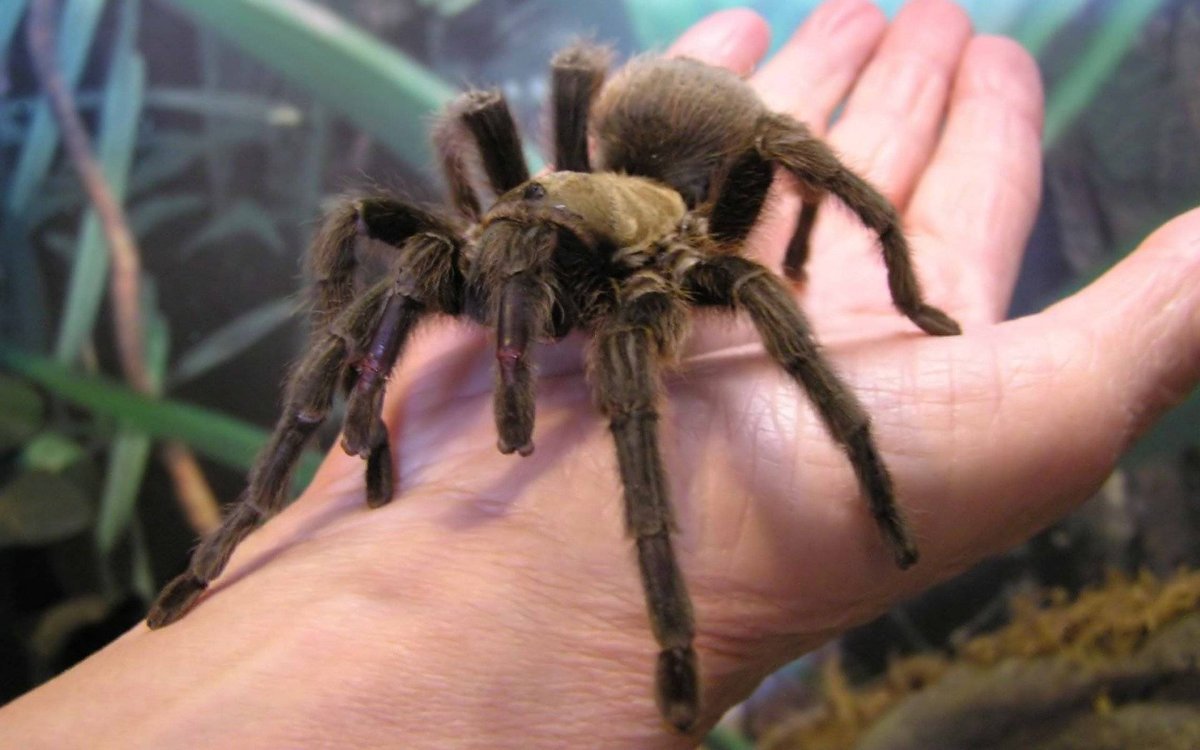 Тарантул паук Тарантул большой паук