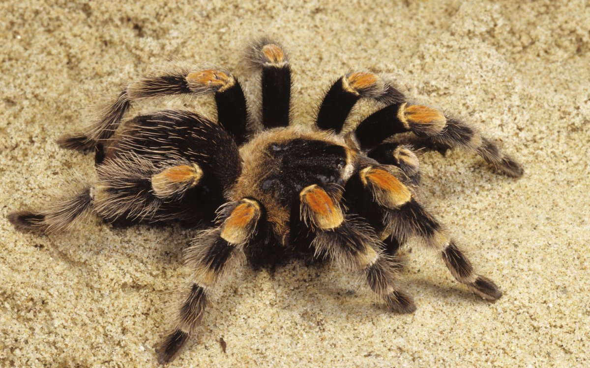 Паук Тарантул птицеед