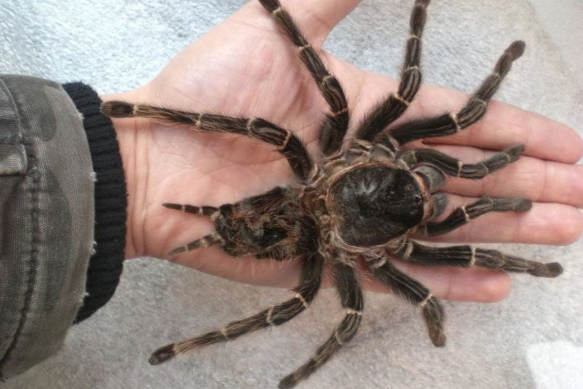 Паук птицеед Голиаф