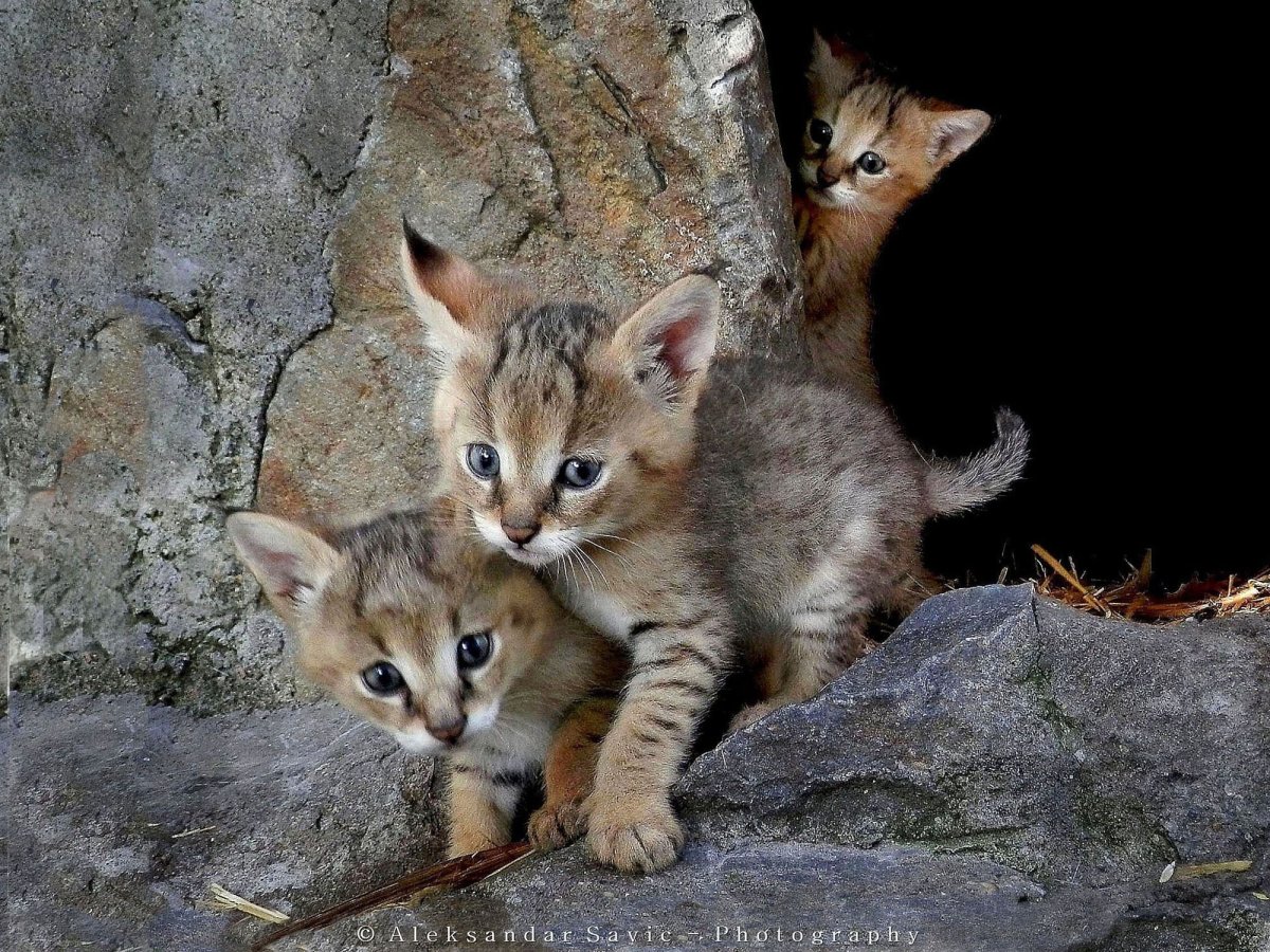 Кошки в свадебных нарядах