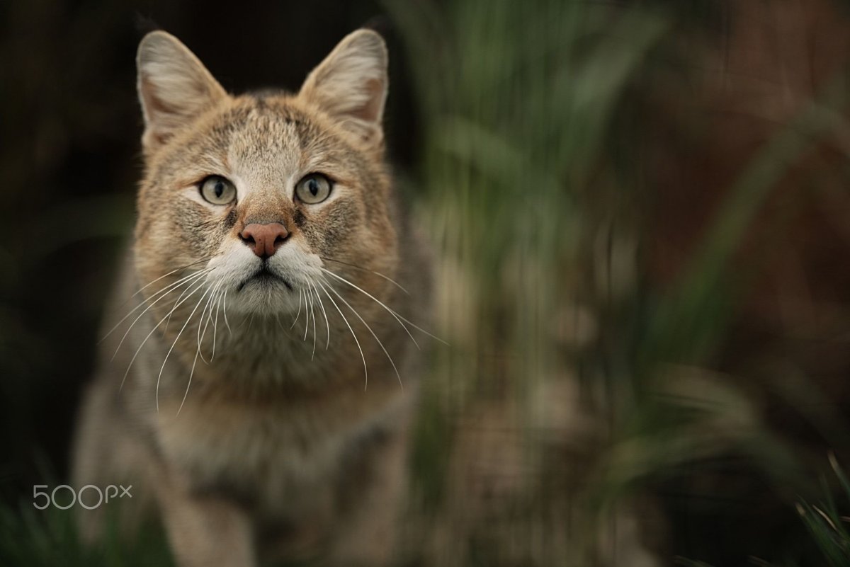 Камышовый кот Хаус