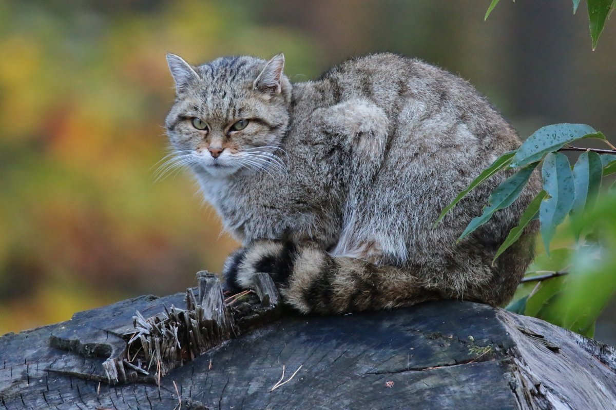 Камышовый кот