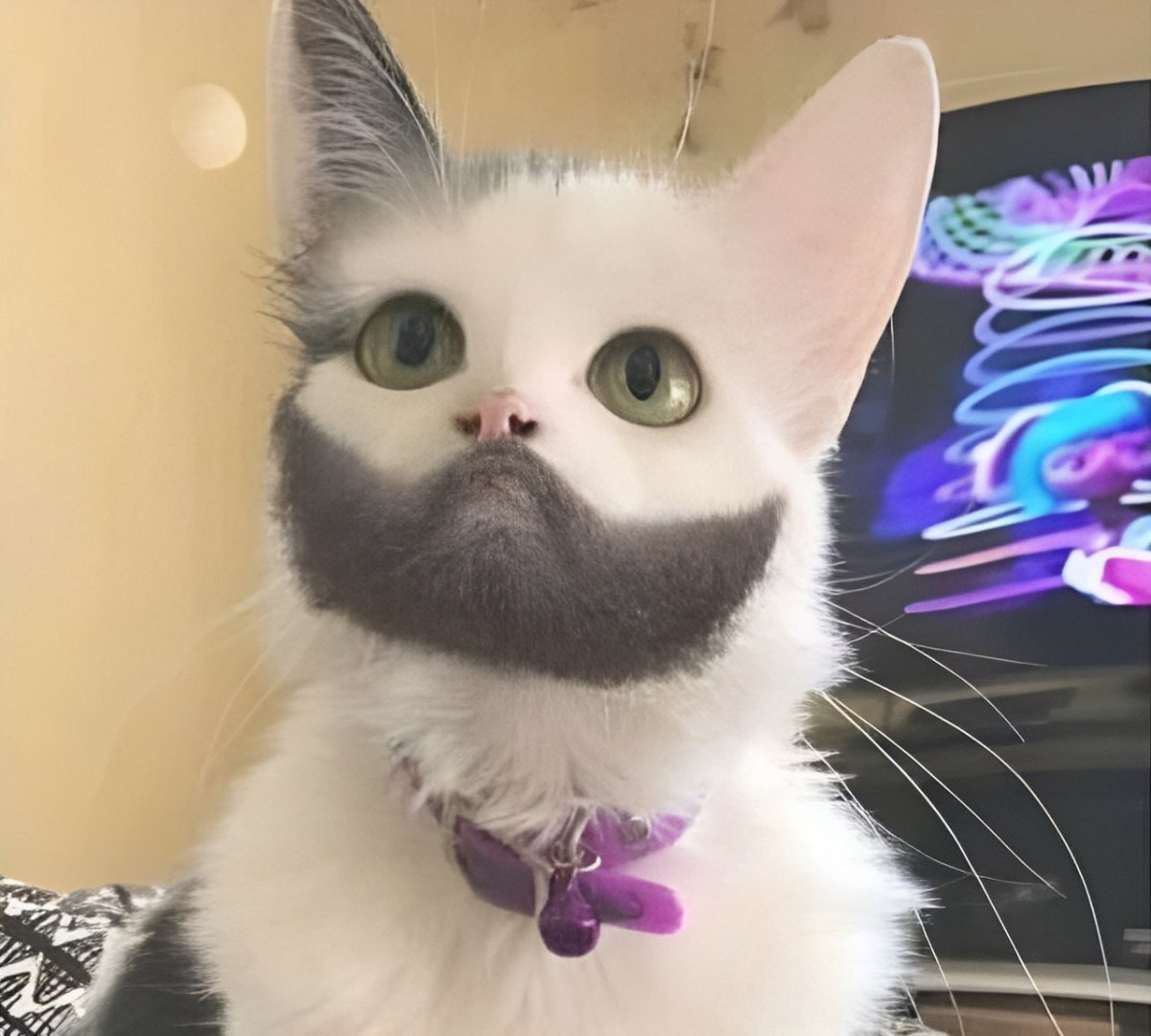 Гобийская серая кошка