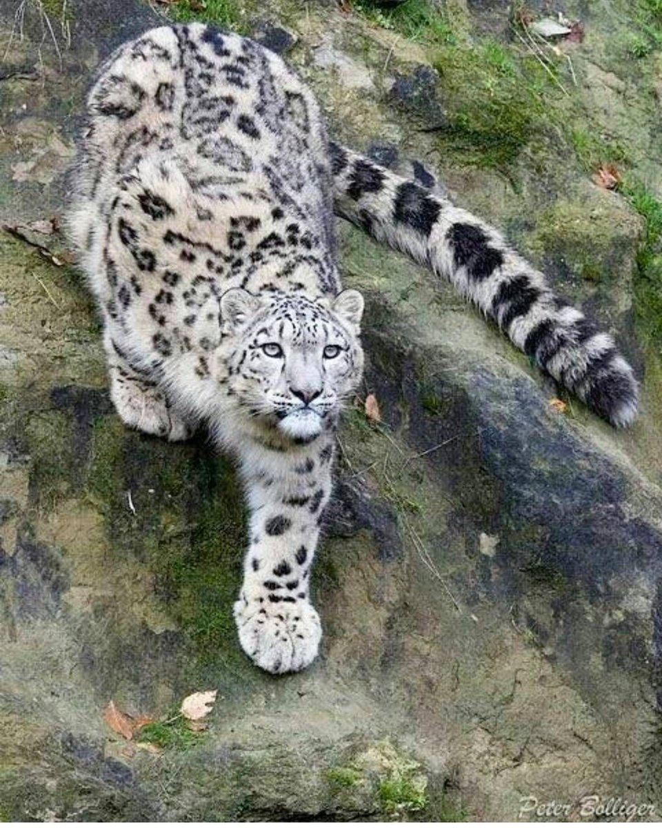 Рысь Детеныши рысята