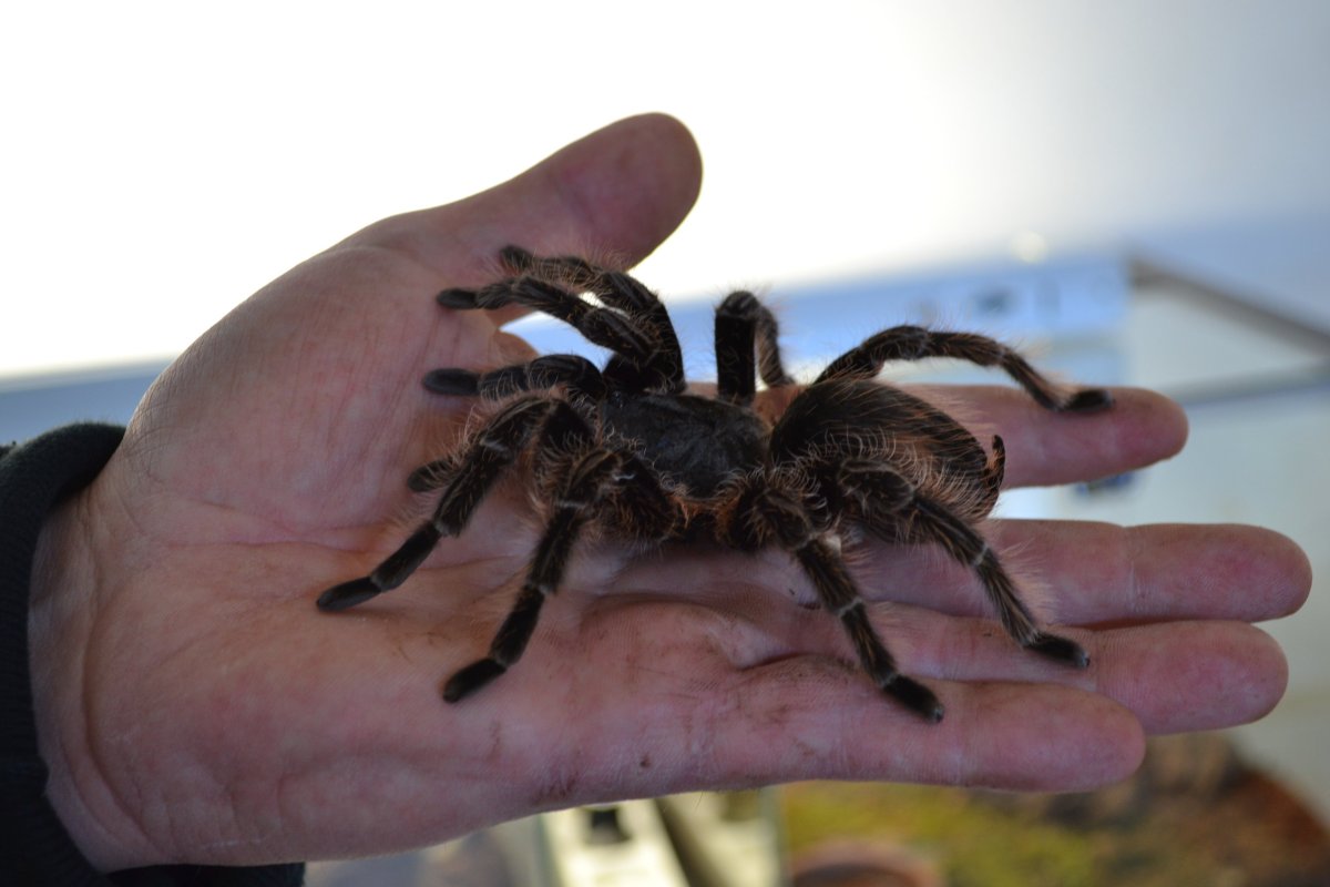 Крымский птицеед