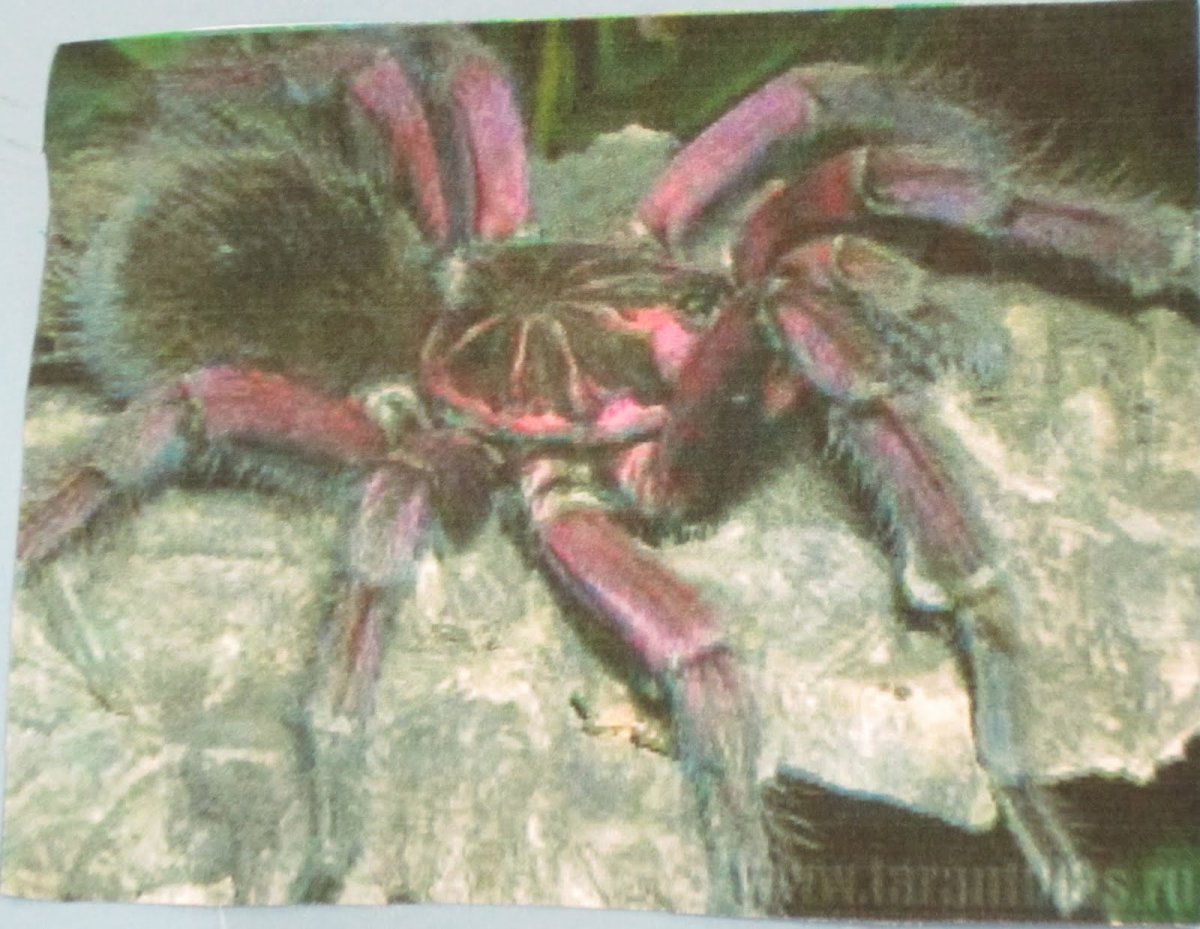 Pamphobeteus platyomma