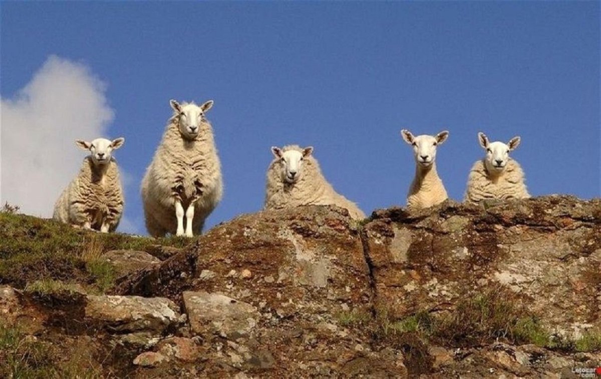 Среднеевропейский Лесной кот