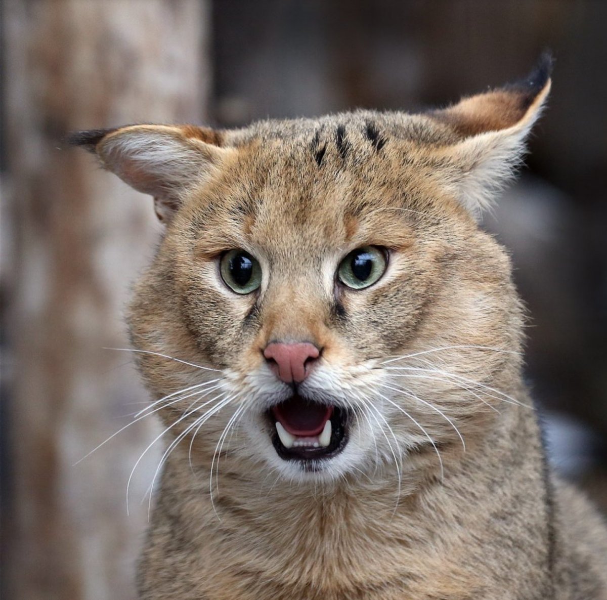 Дикие коты манулы