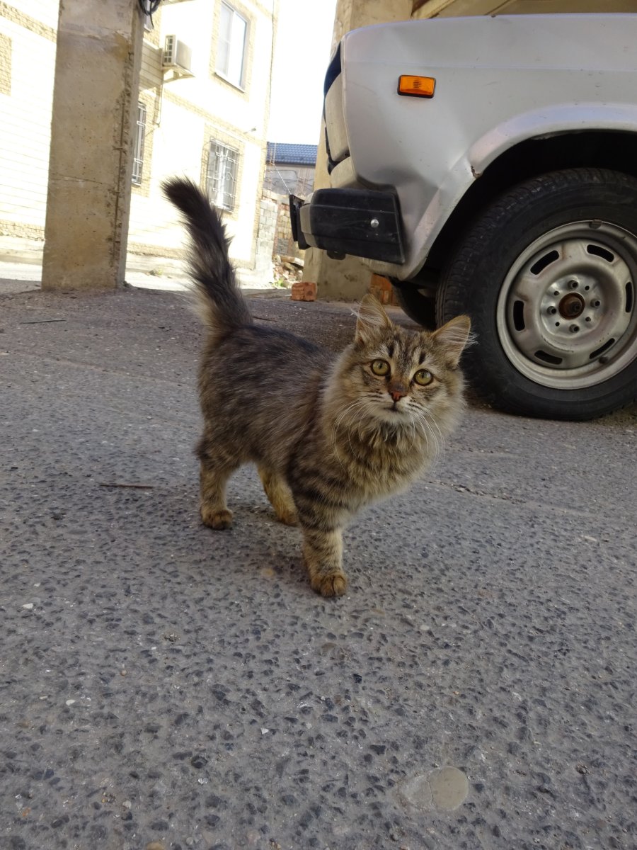 Кот дагестанец