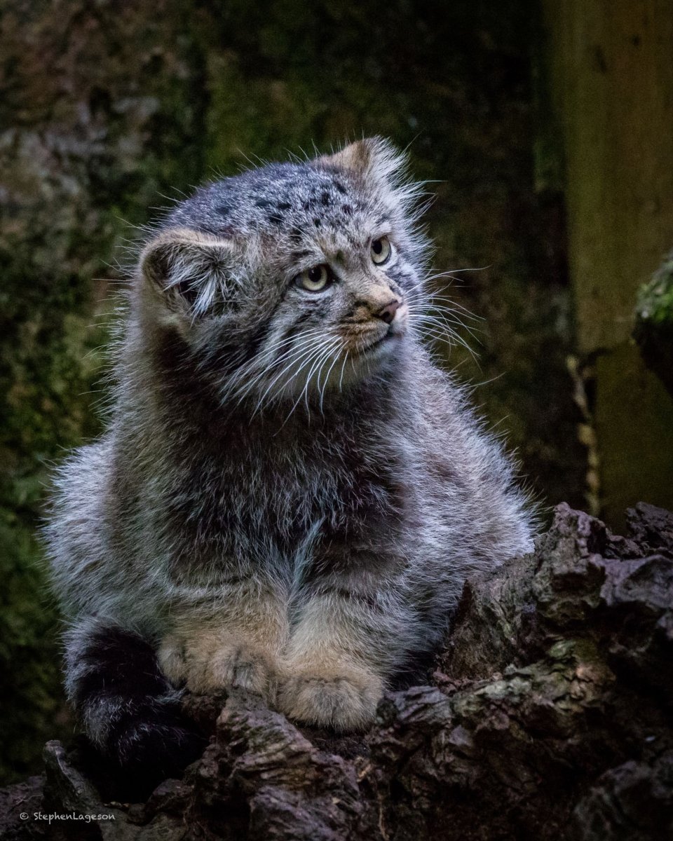 Бенгальский камышовый кот