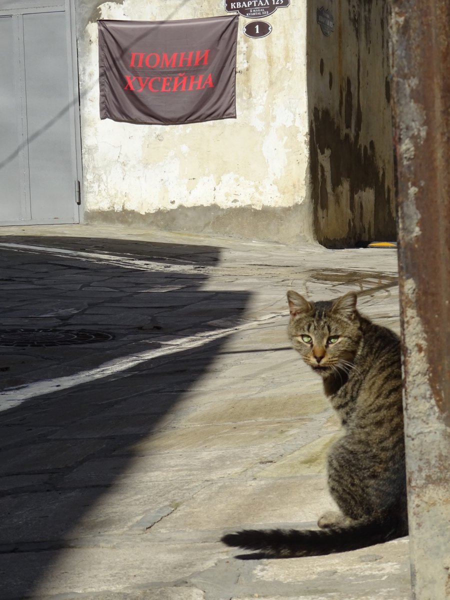 Кавказский дикий Лесной кот