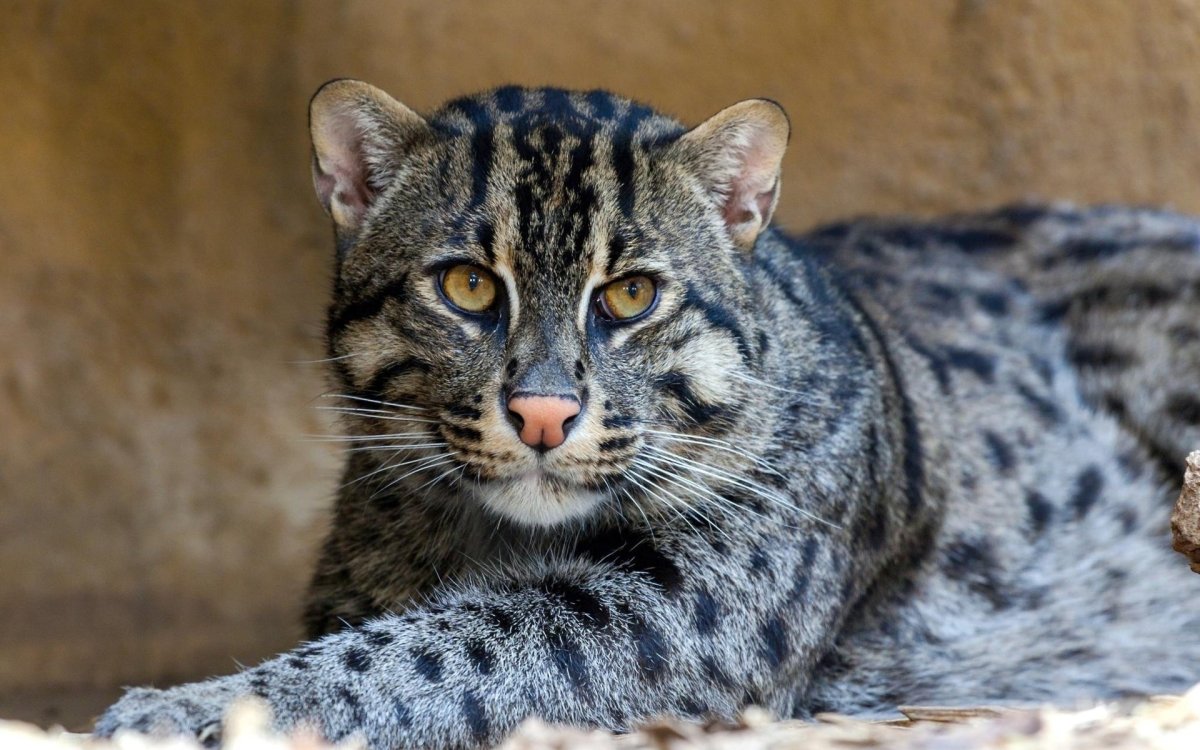 Барханный кот в пустыне