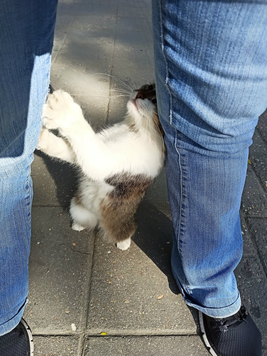 Европейский Лесной кот камышовый