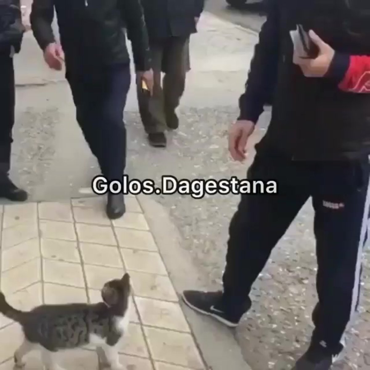 Кавказский камышовый кот