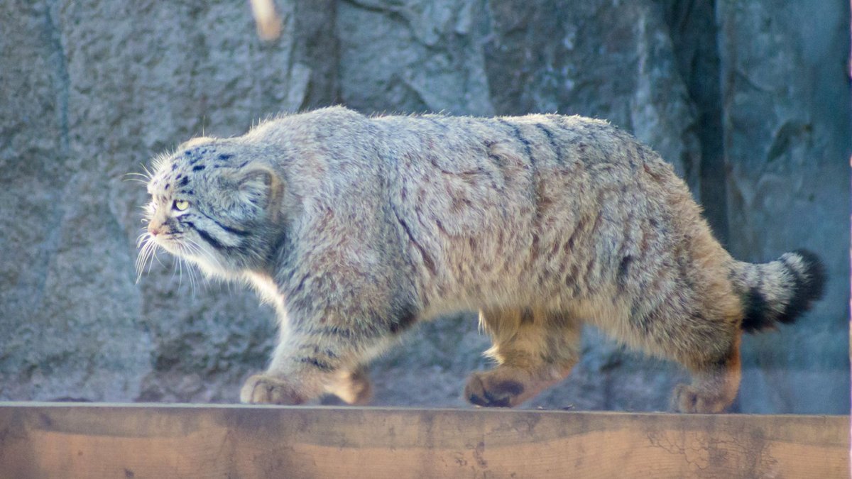 Барханный песчаный кот