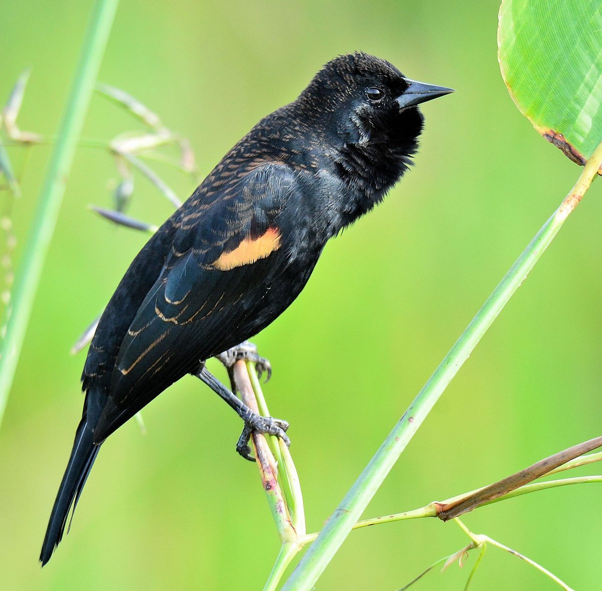Гвинейский Дрозд