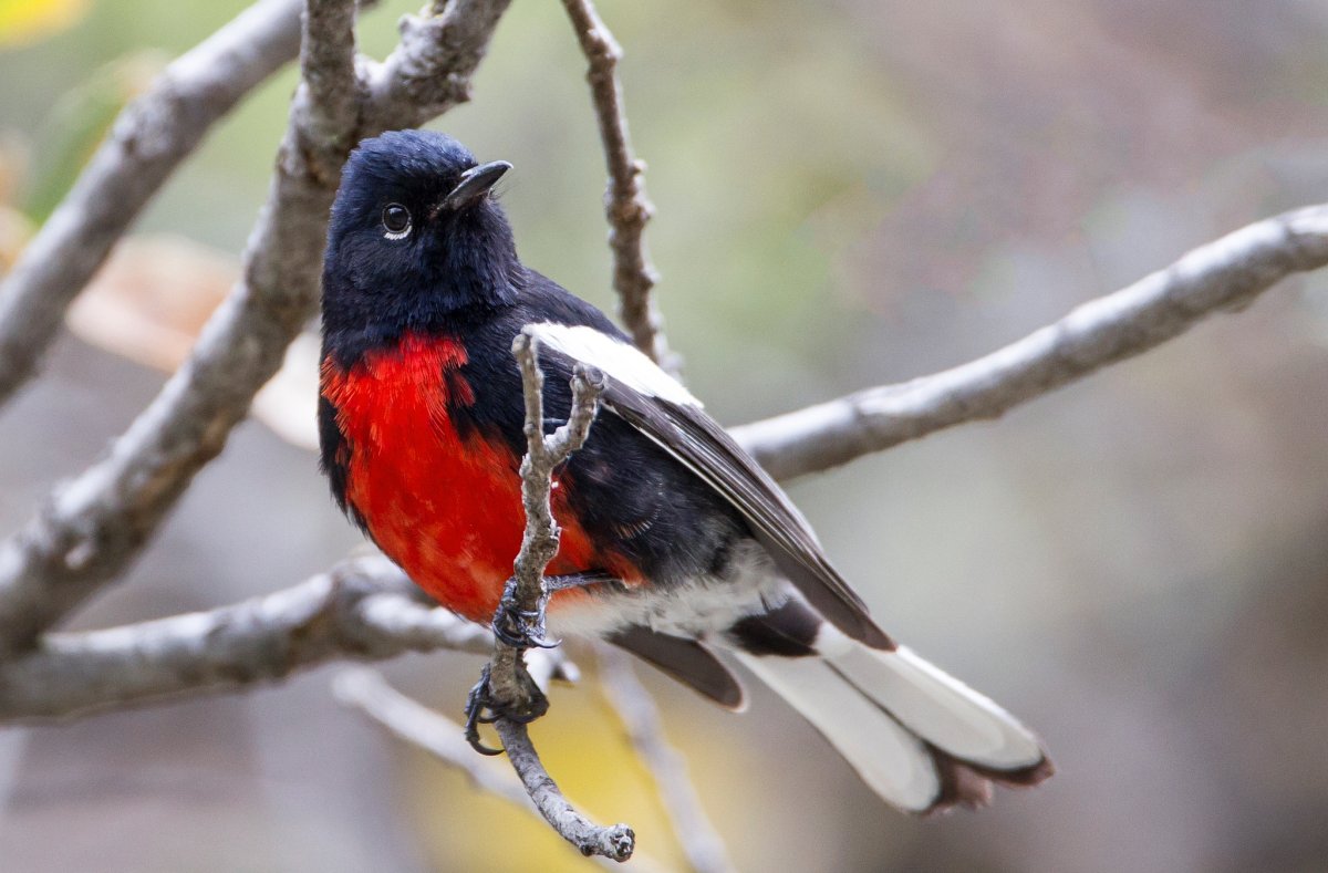 Танагровый певун