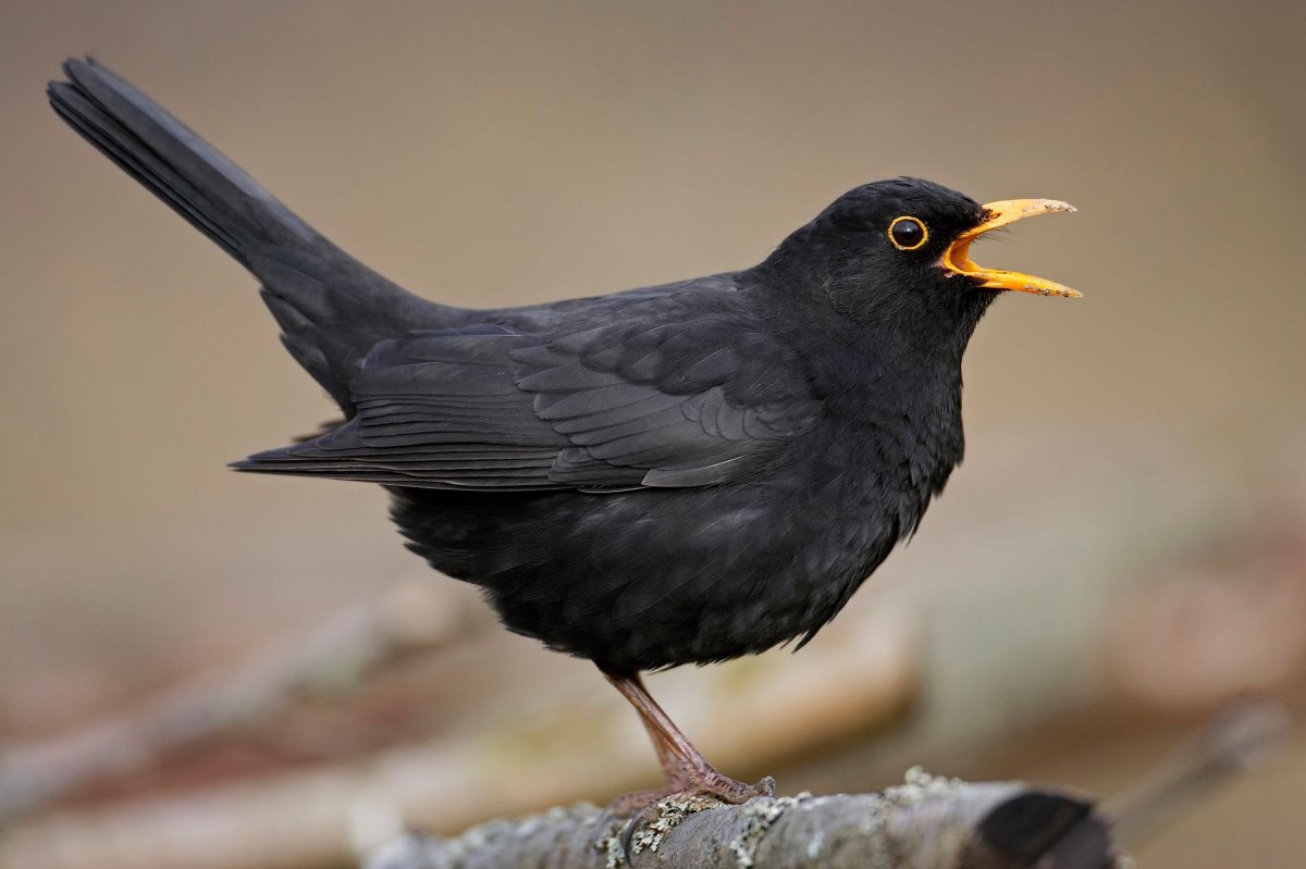 Обыкновенный гракл