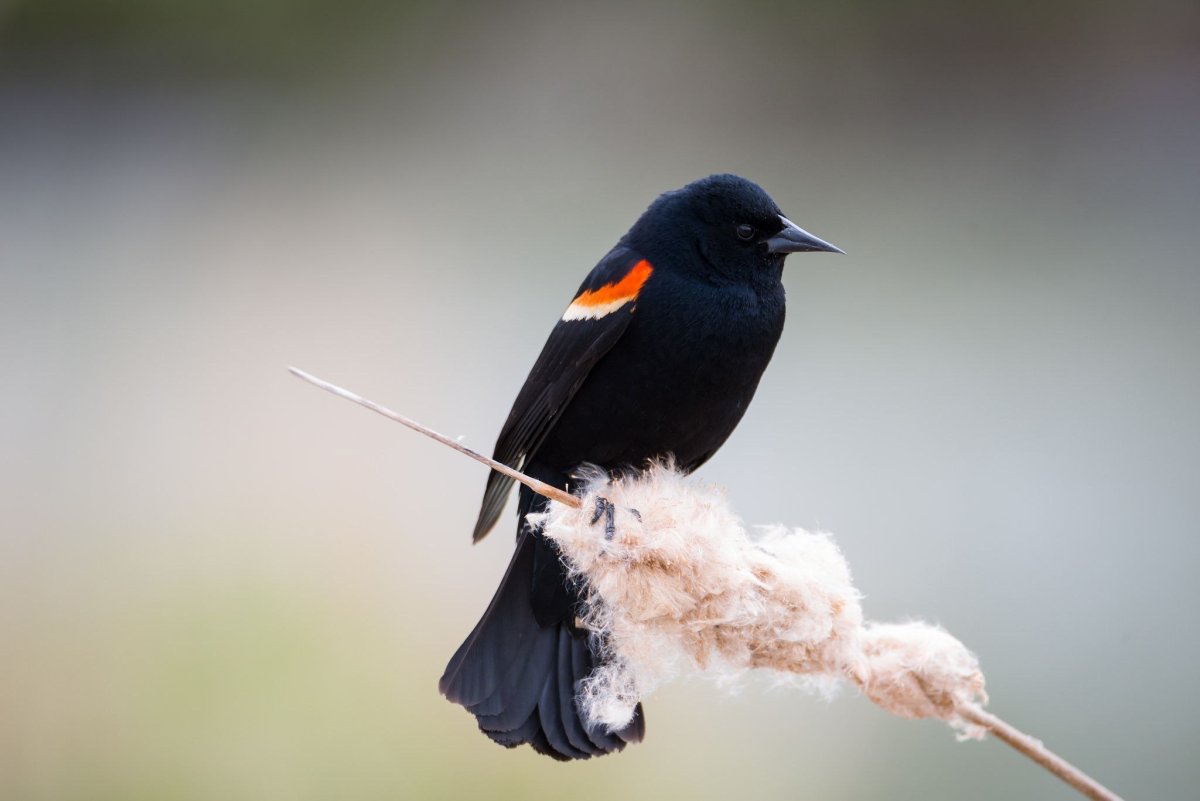 Королевская вдовушка