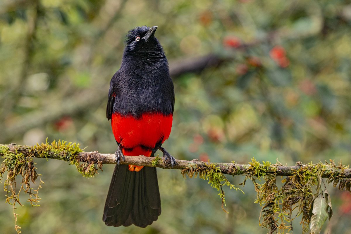 Алый малимбус