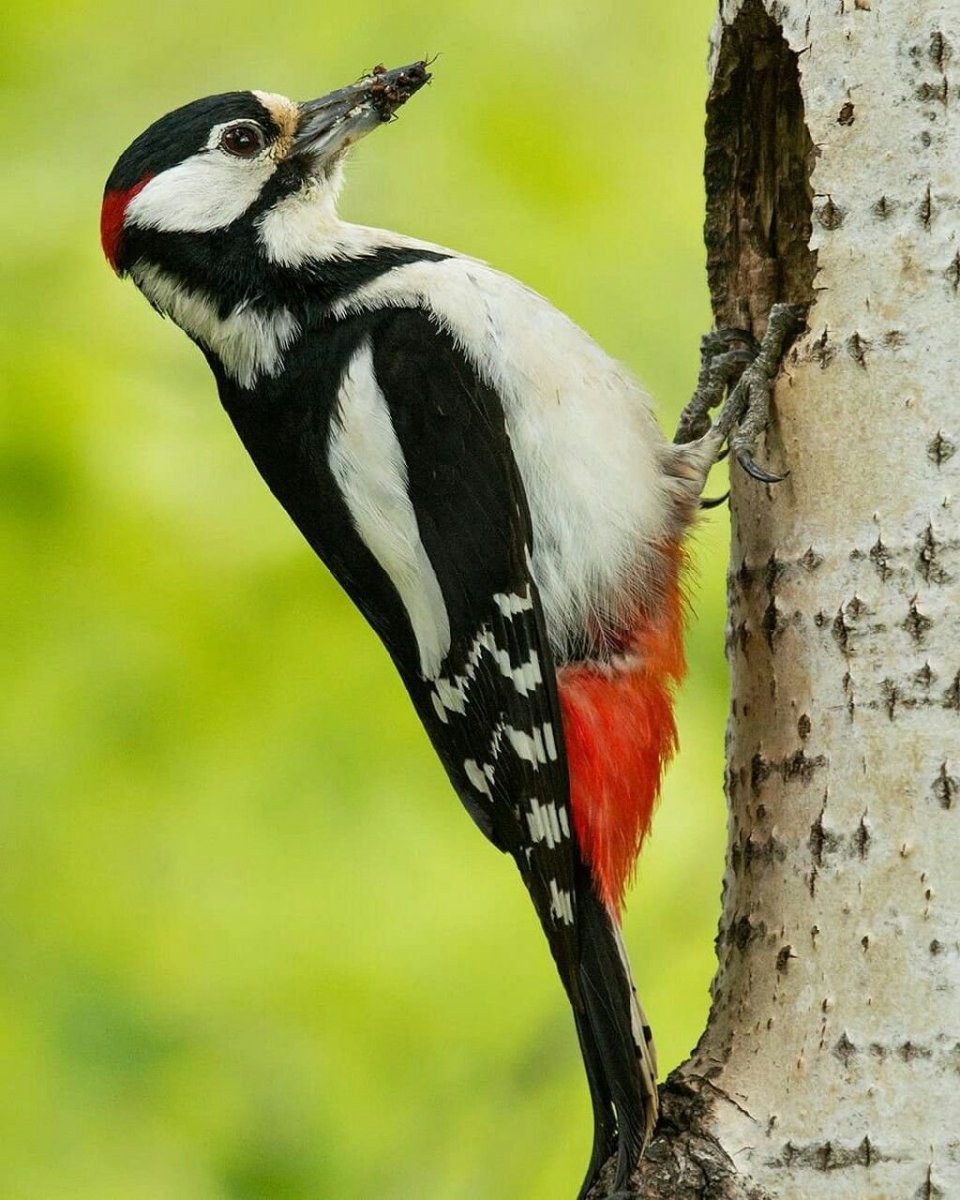 Оранжево черная птица