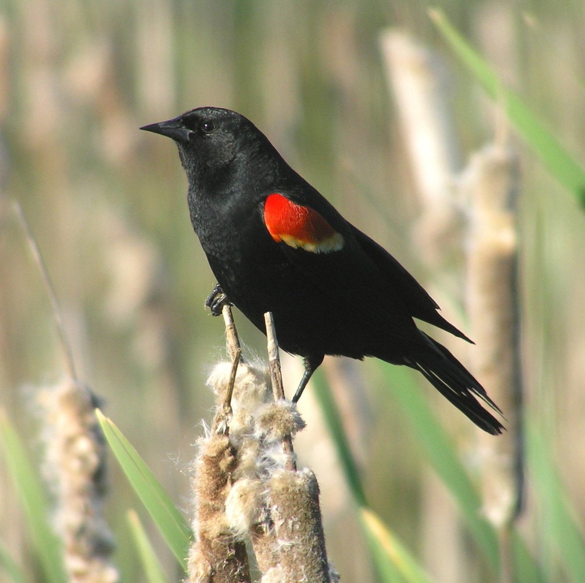 Red Winged Blackbird