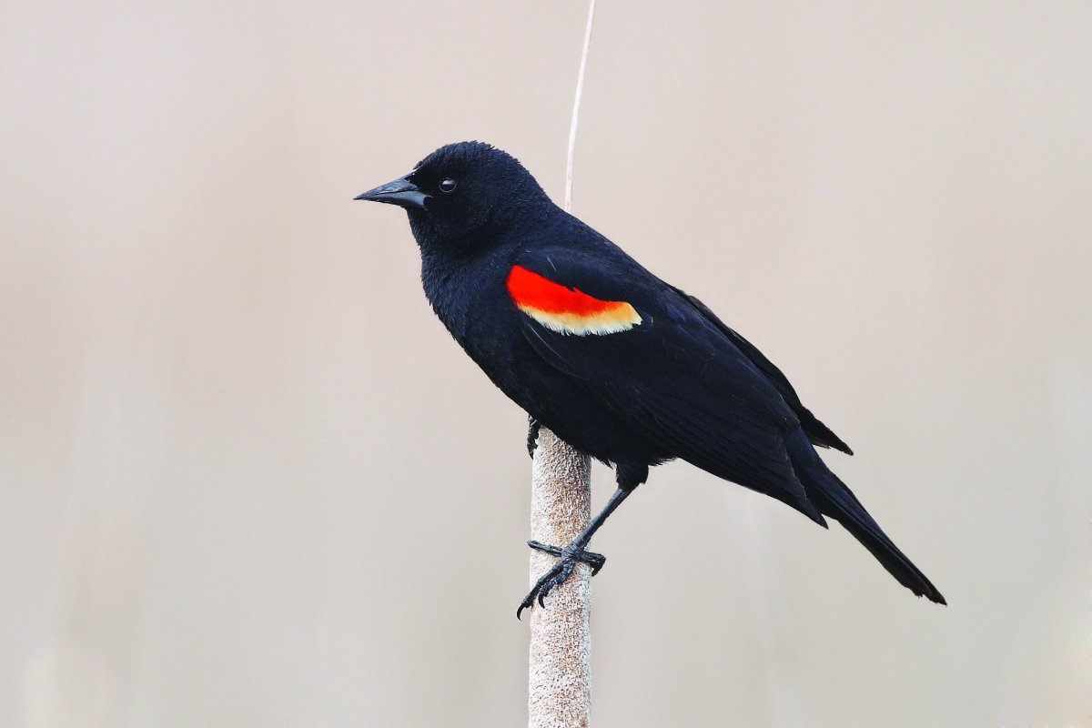 Птица с красными крыльями