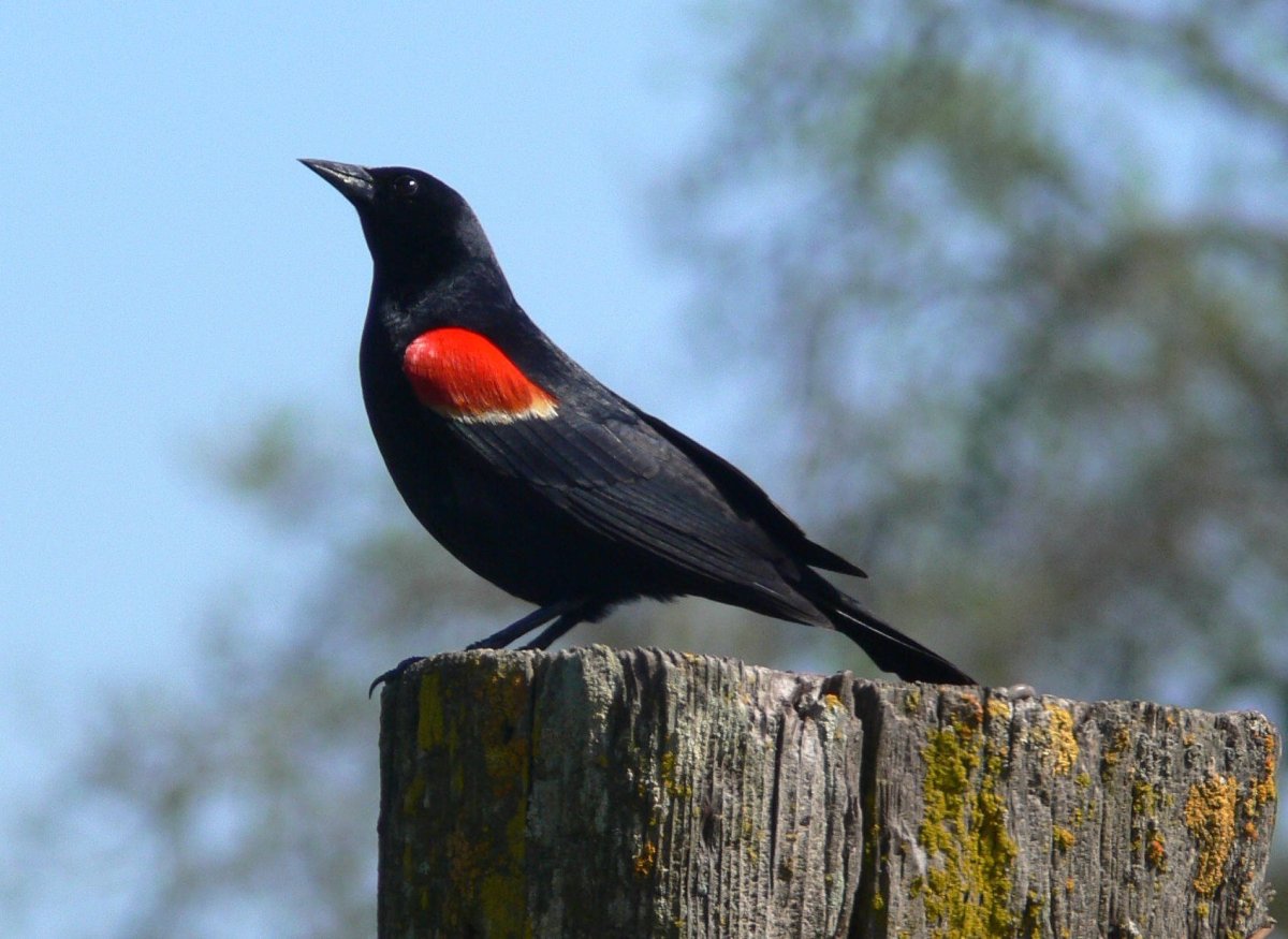 Красноплечий чёрный трупиал