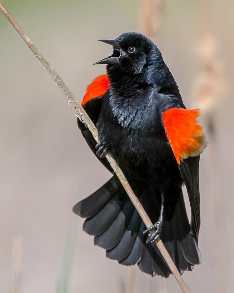 Redwing Blackbird