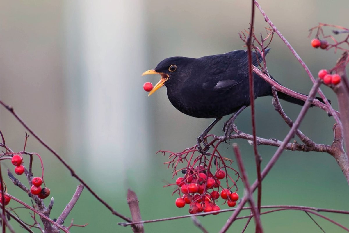 Желтоклювый Дрозд