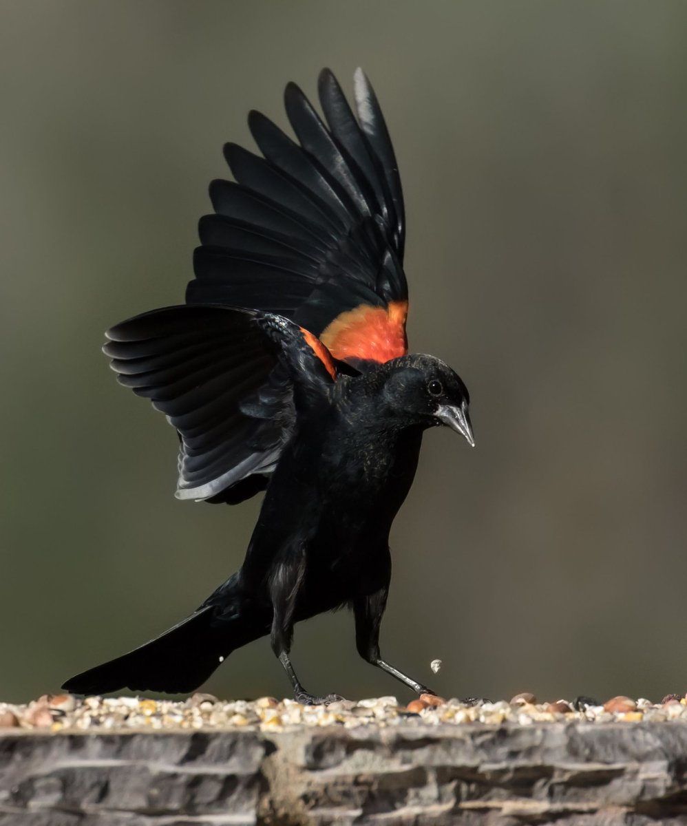 Redwing Blackbird
