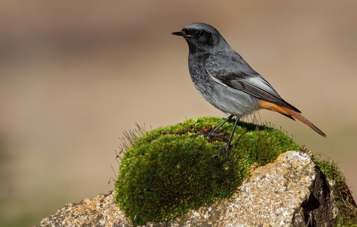 Горихвостка-Чернушка (Phoenicurus ochruros)