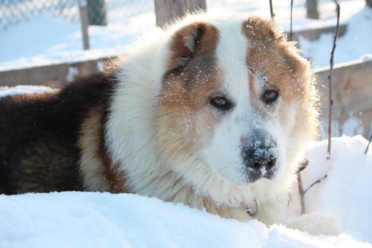 Метис хаски алабай