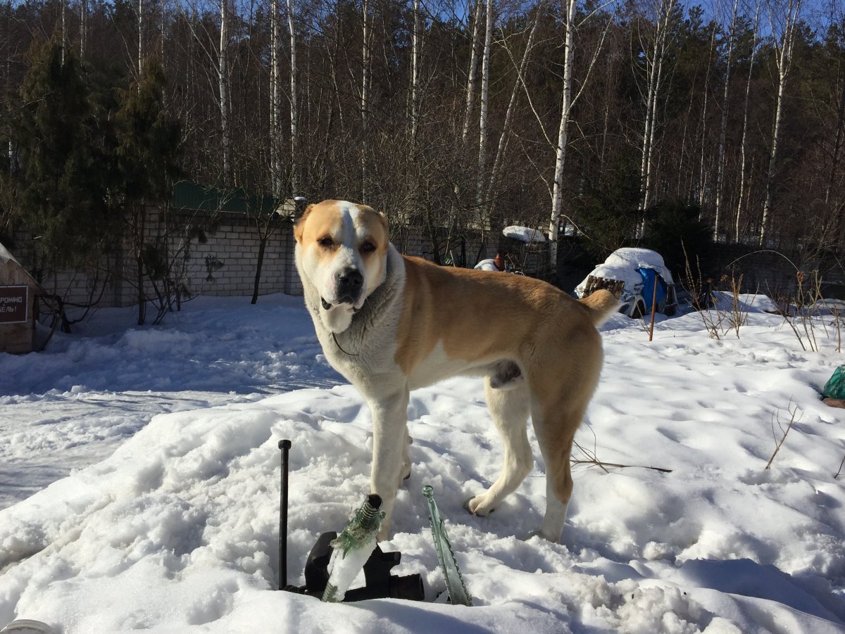 Метис хаски алабай