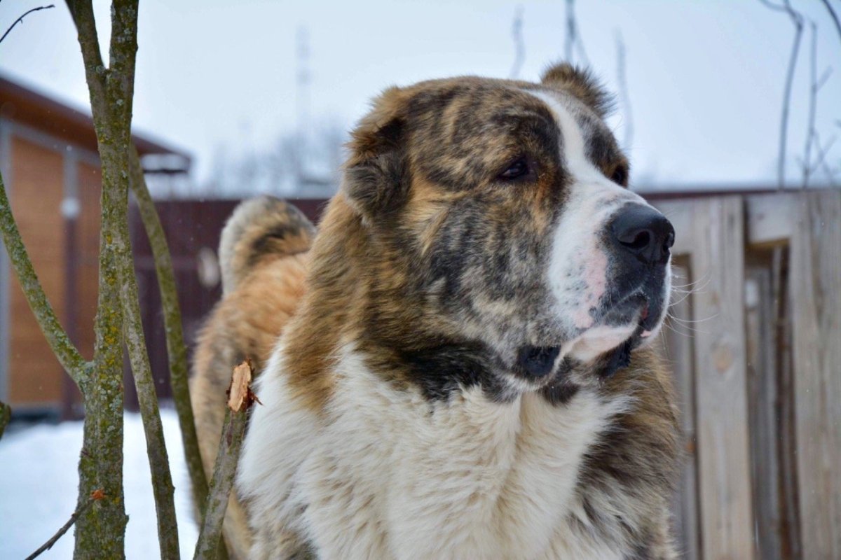 Среднеазиатская овчарка бульдозер
