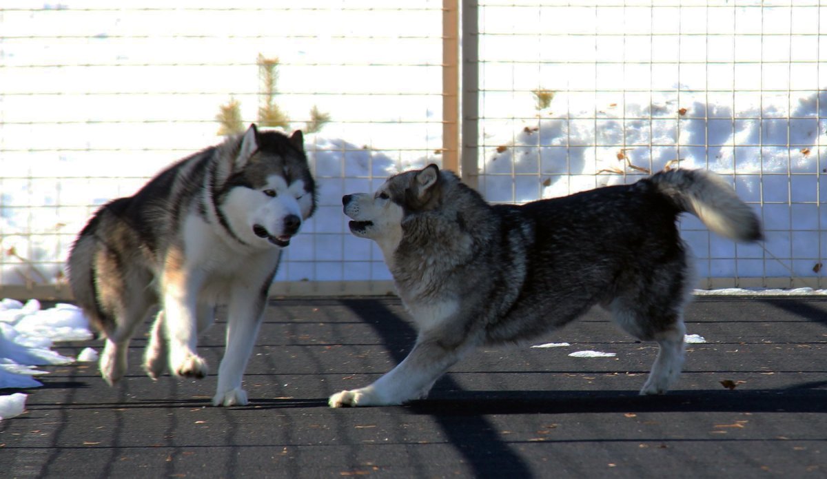 Маламут алабай метис