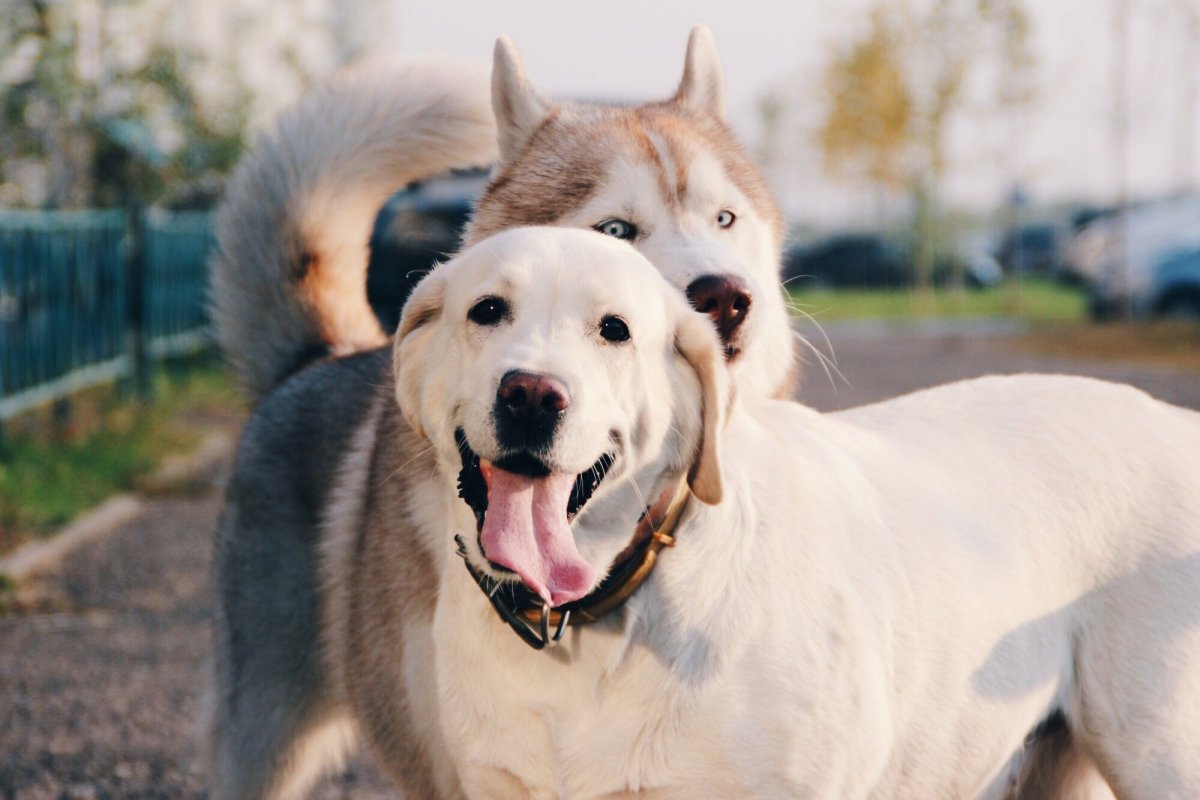 Лабрадор и хаски
