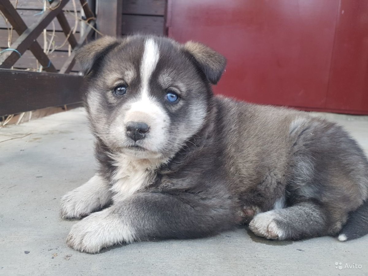 Метис хаски и алабая