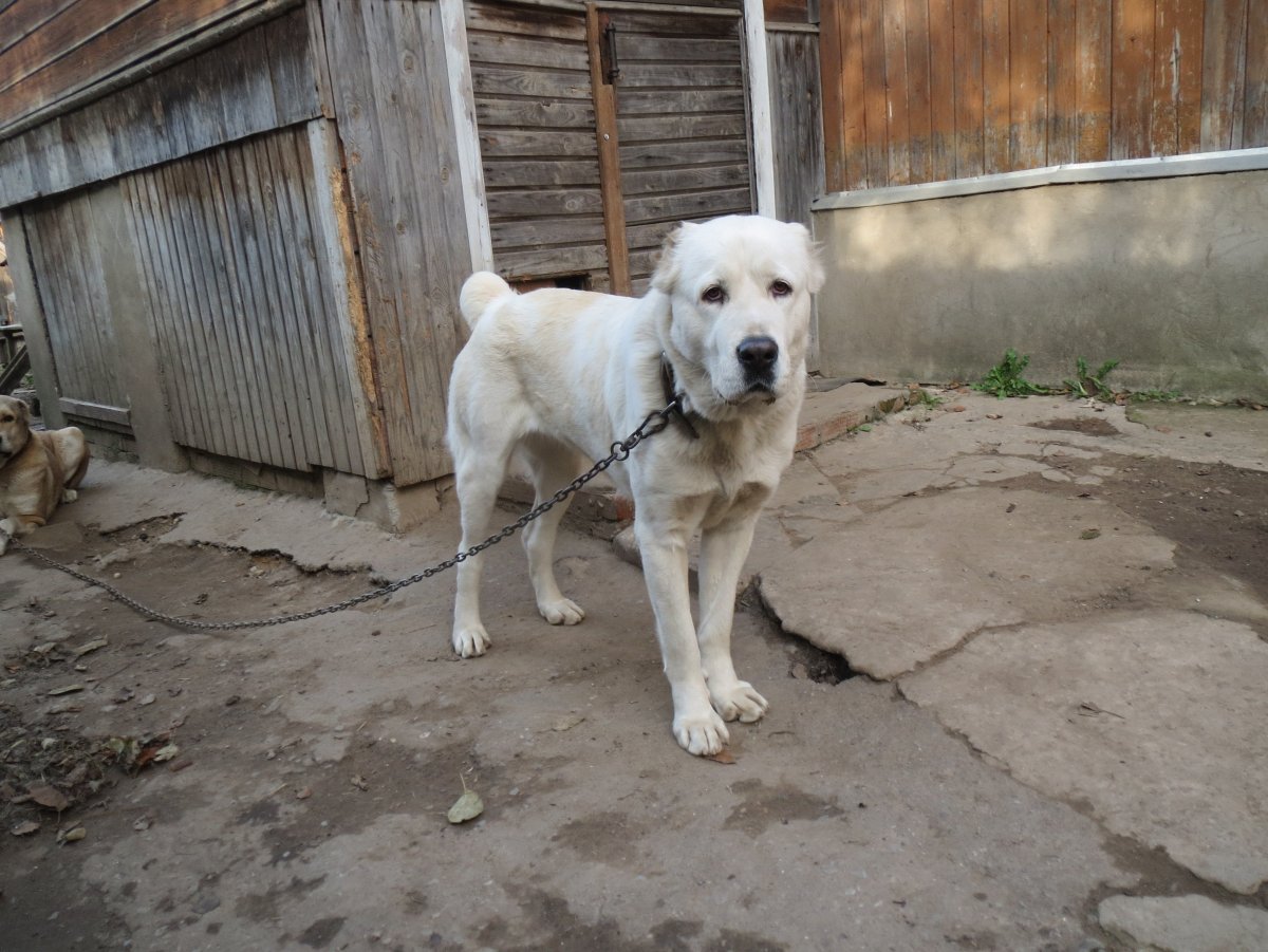 Алабай и Кавказская овчарка смесь