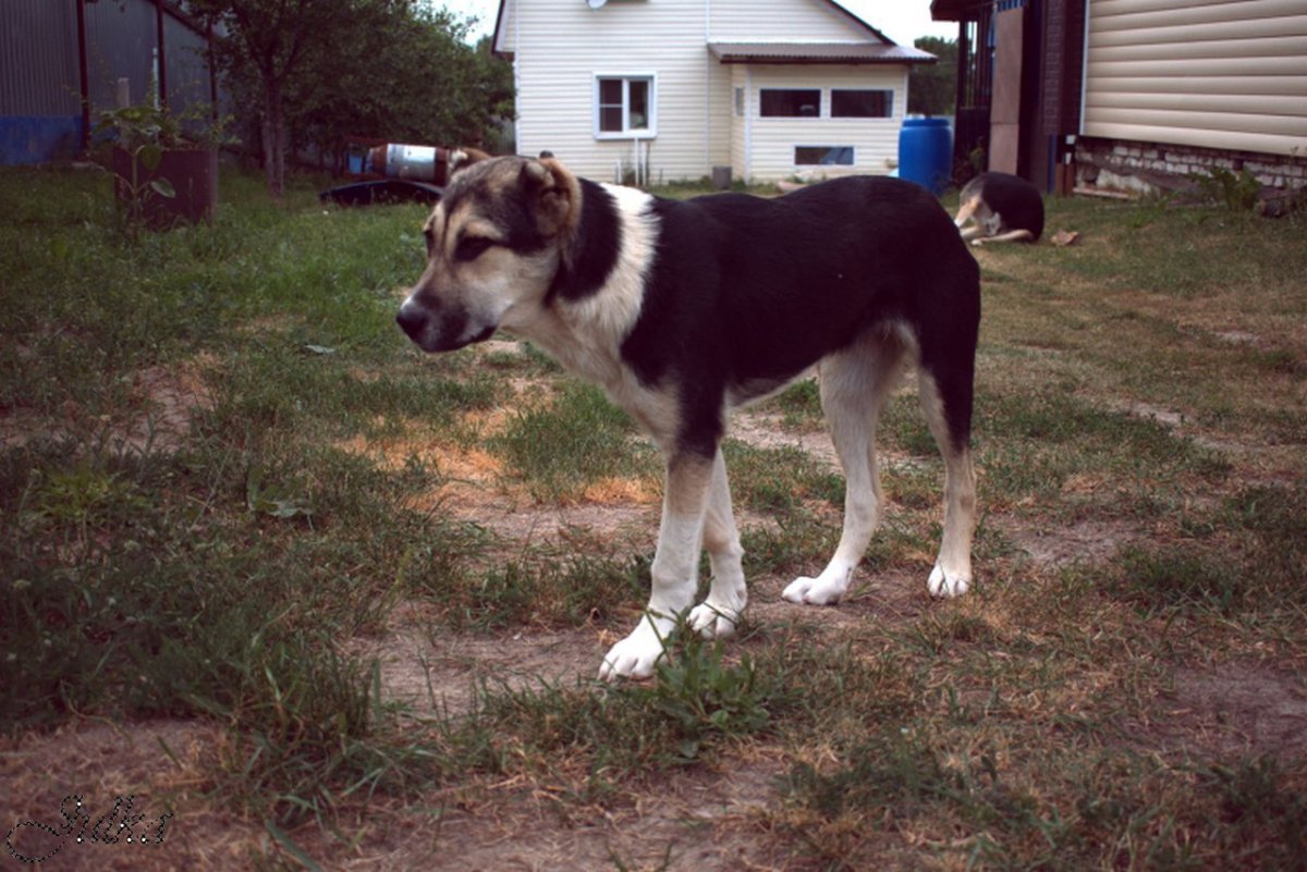 Лабрадор и хаски