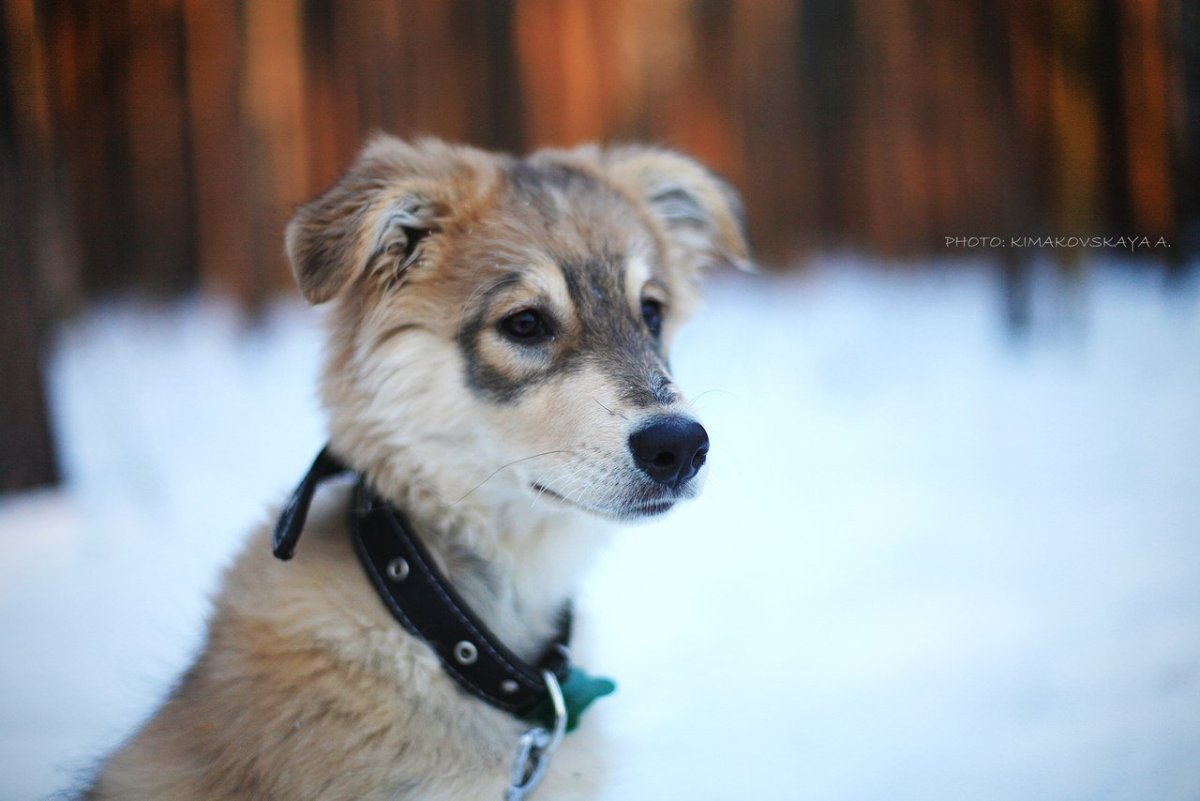 Метис хаски и фокстерьера