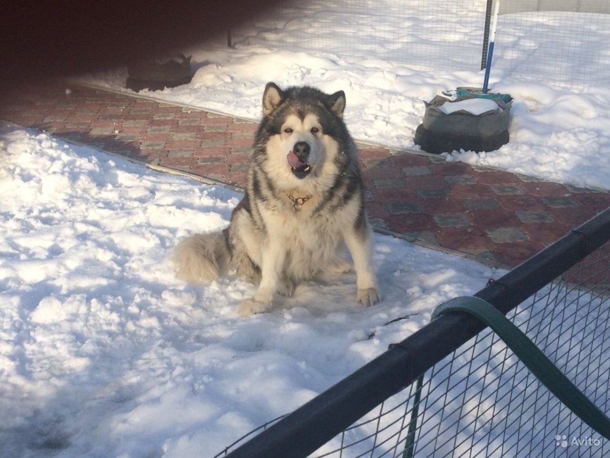 Маламут и алабай помесь
